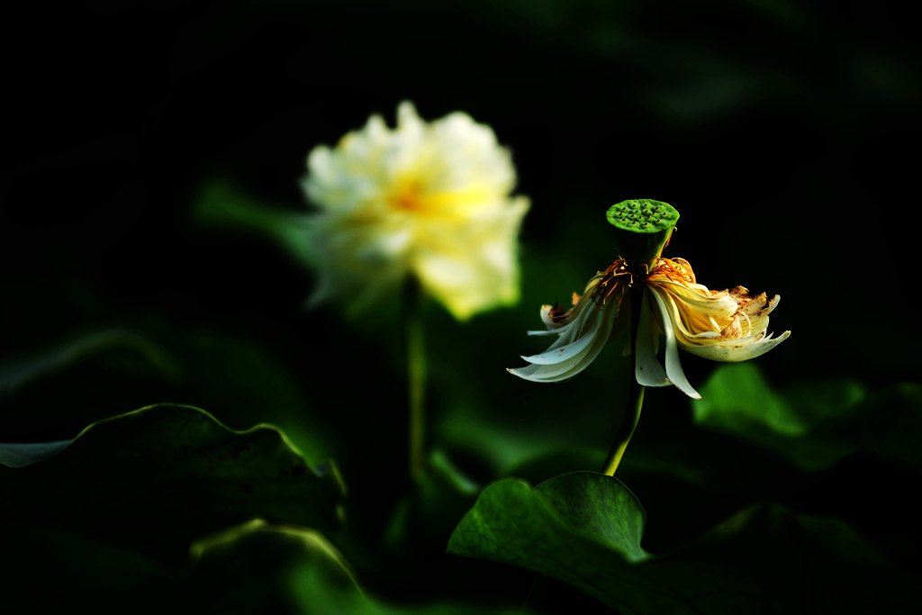 荷4
