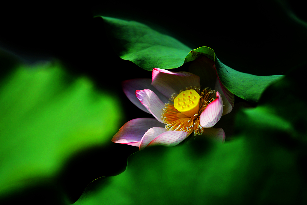 荷3