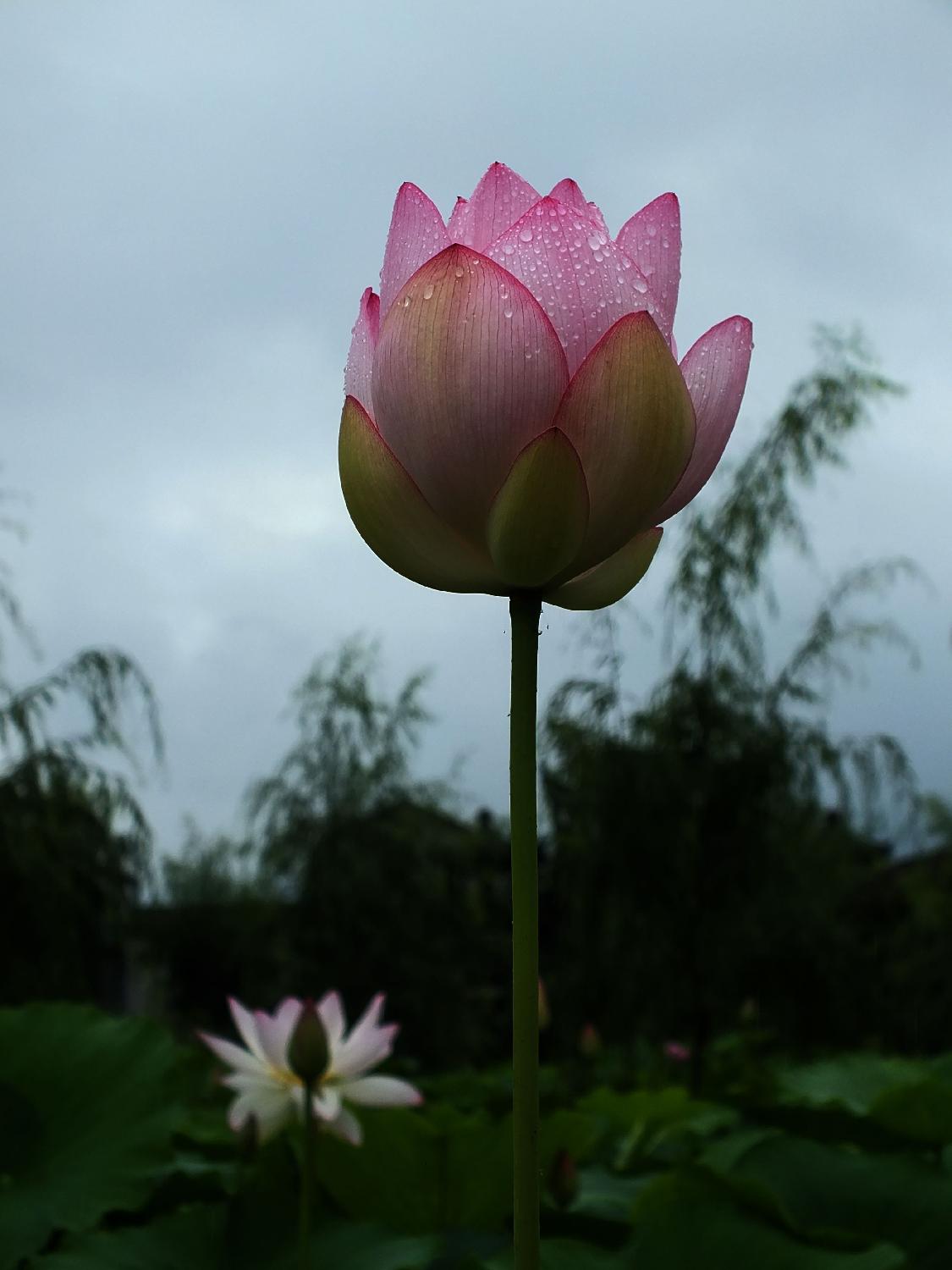 润之荷4
