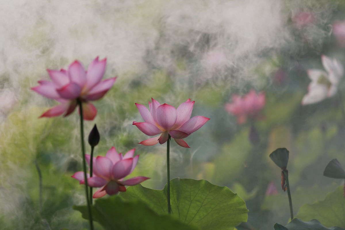 夏荷