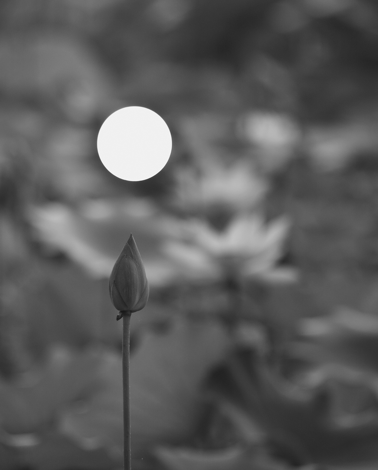荷
