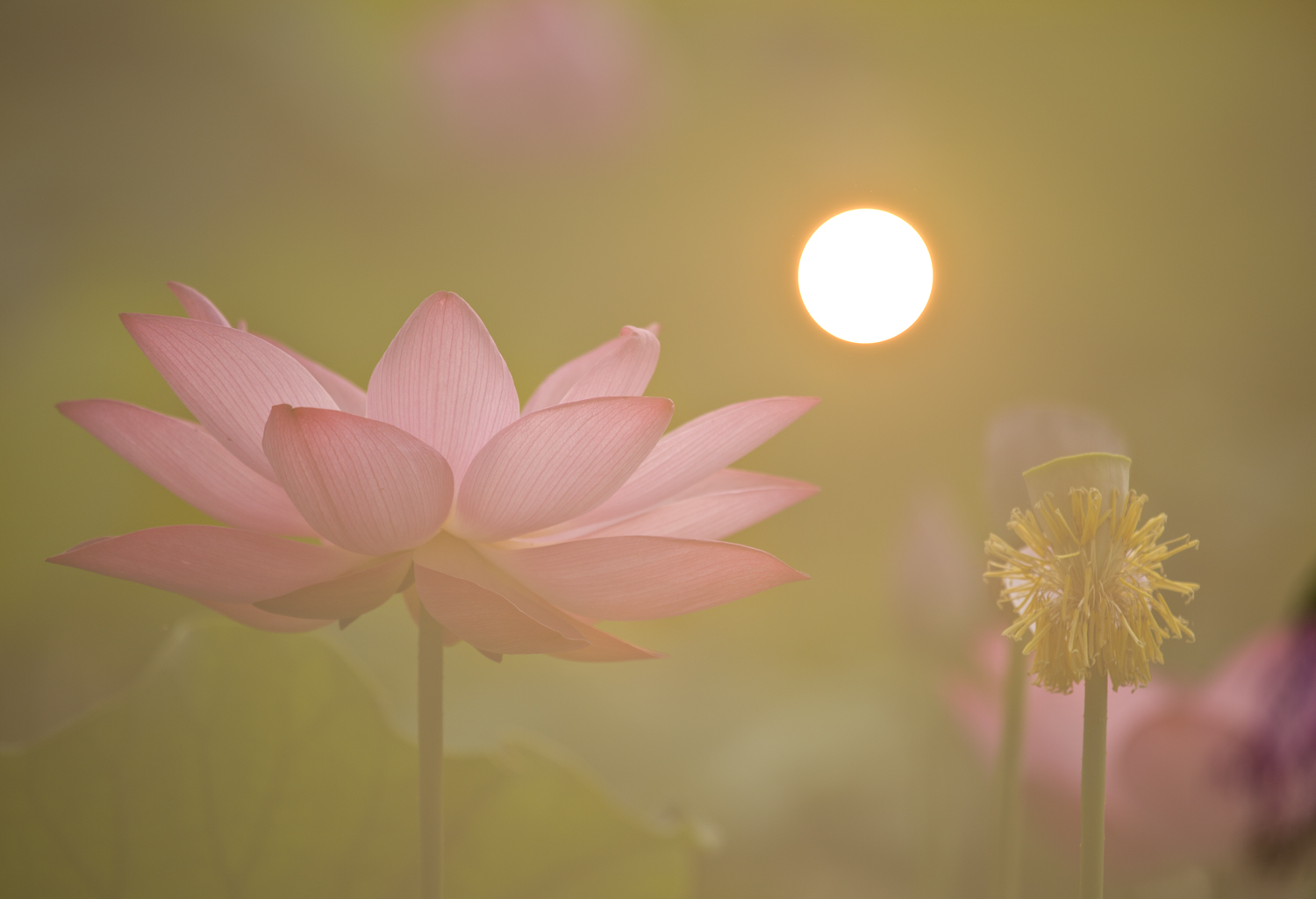 荷