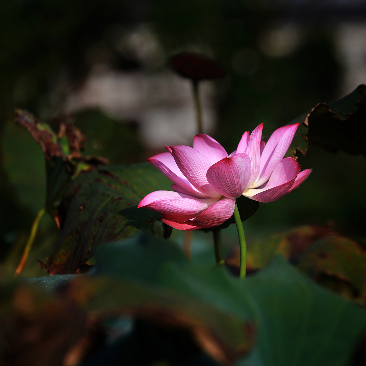 野荷