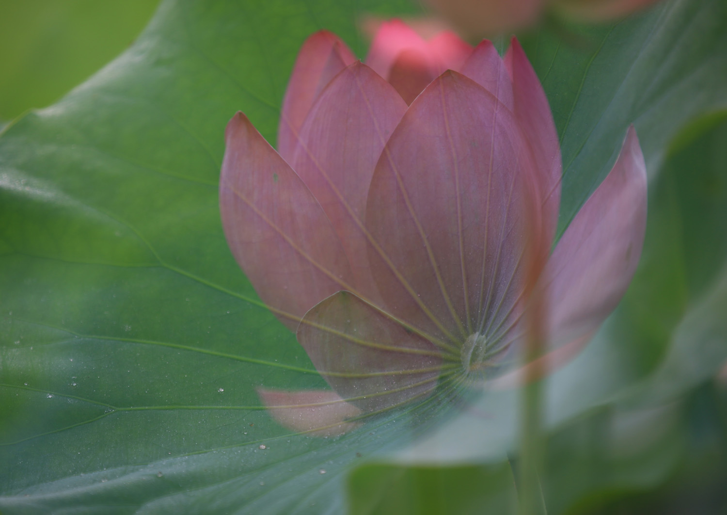 花苞初绽