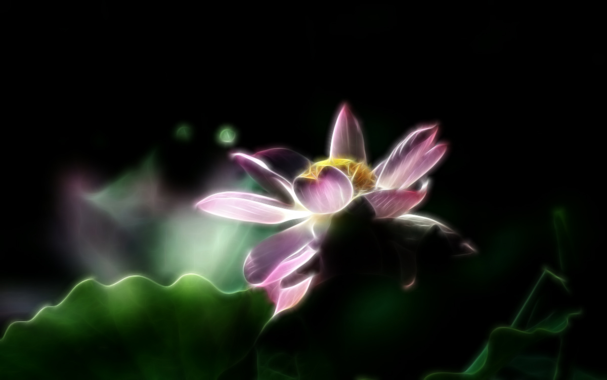 2014拍荷