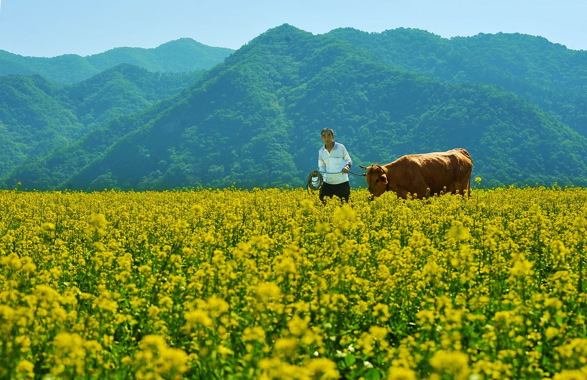 油菜花黄