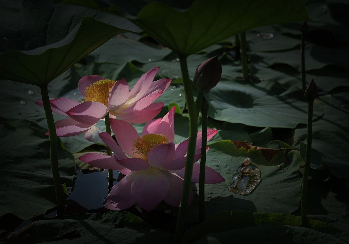 荷