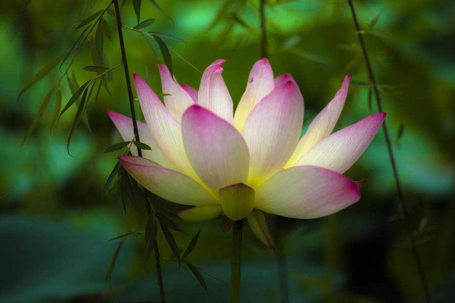 荷