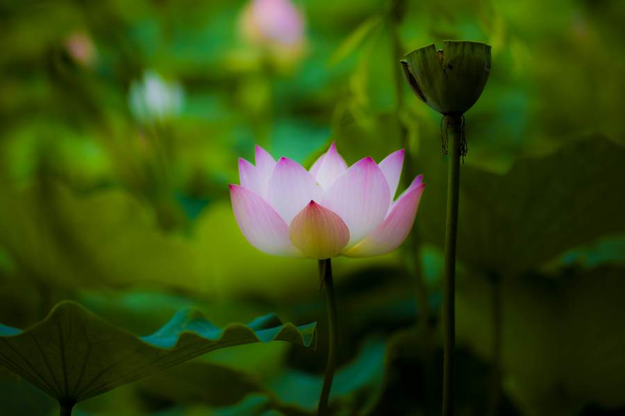 荷