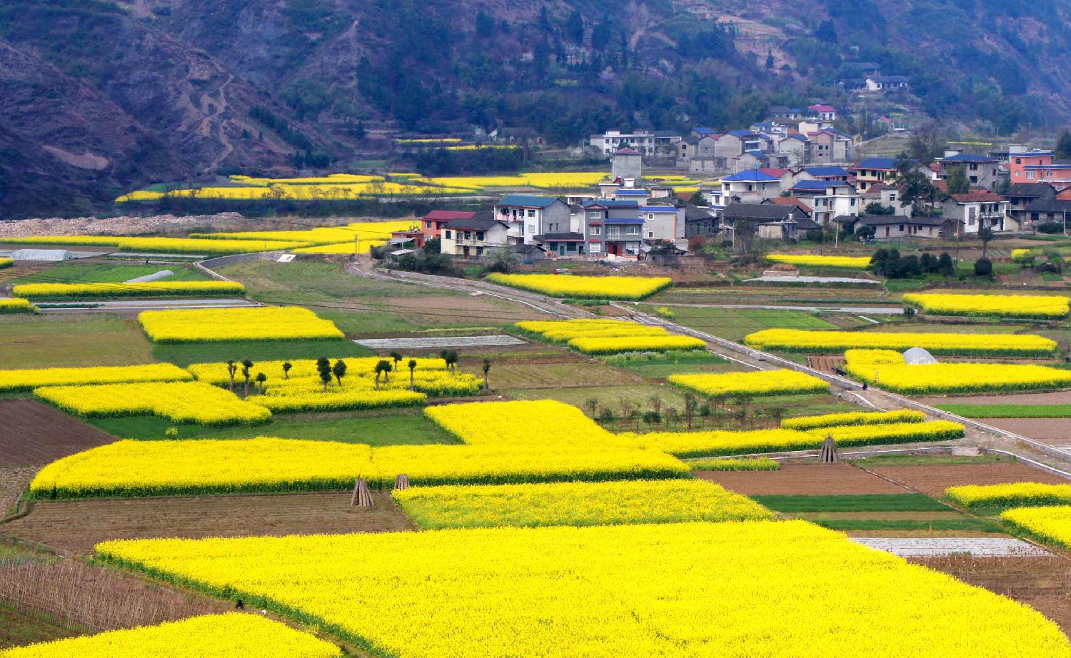 田园新村