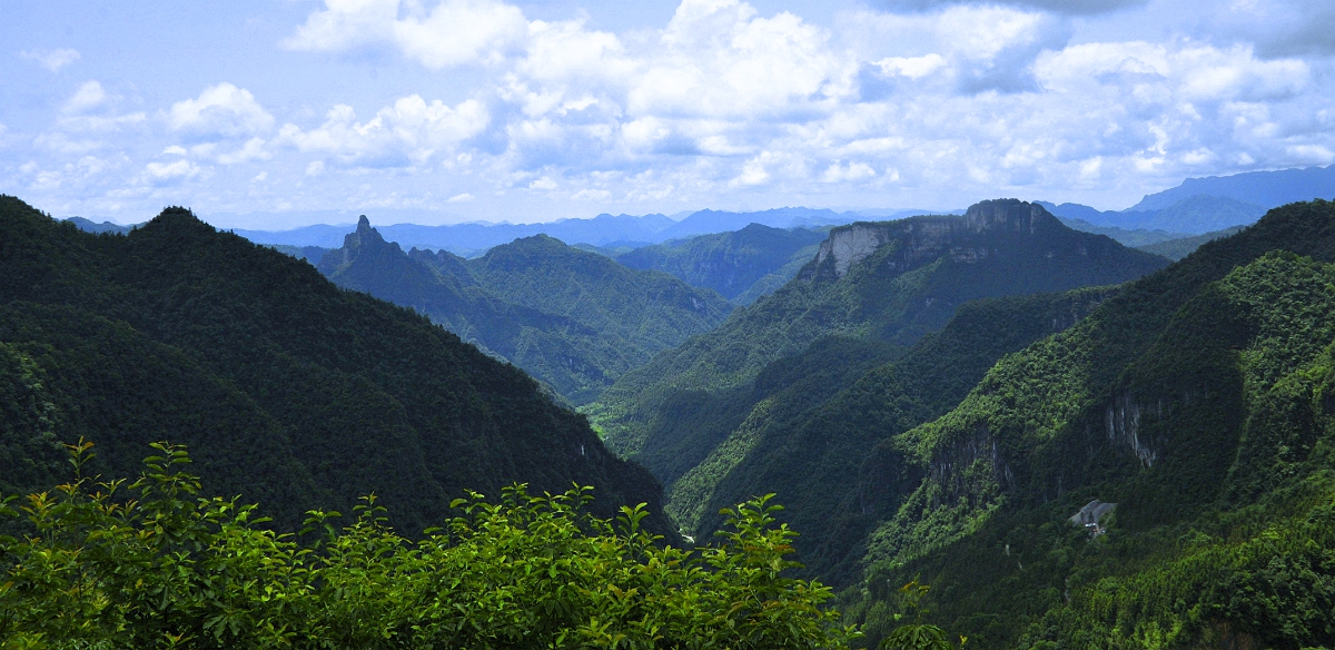 野  山