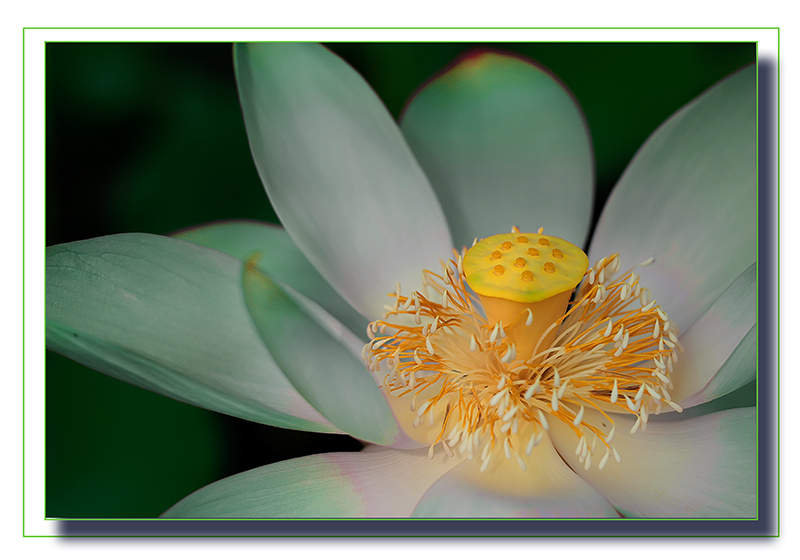 荷花2