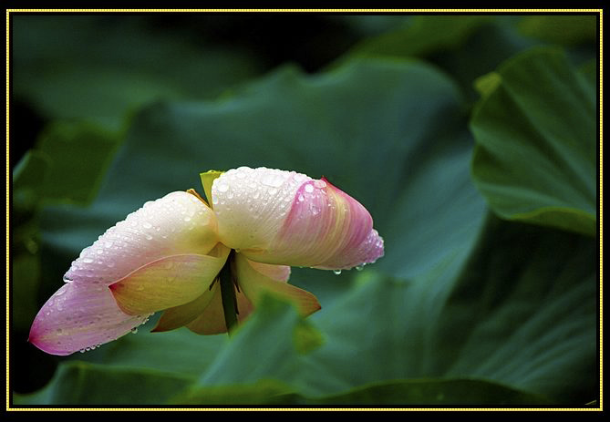 雨荷