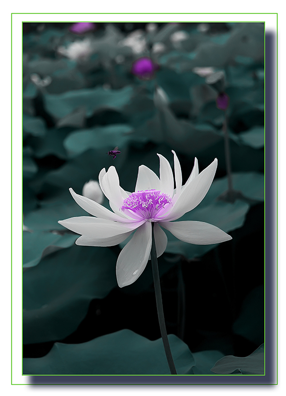荷花4