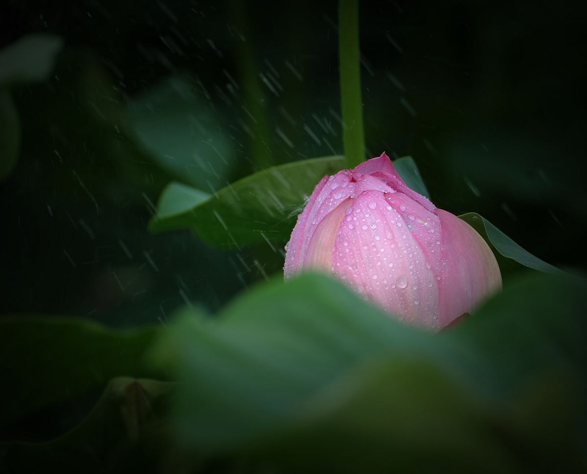 雨荷