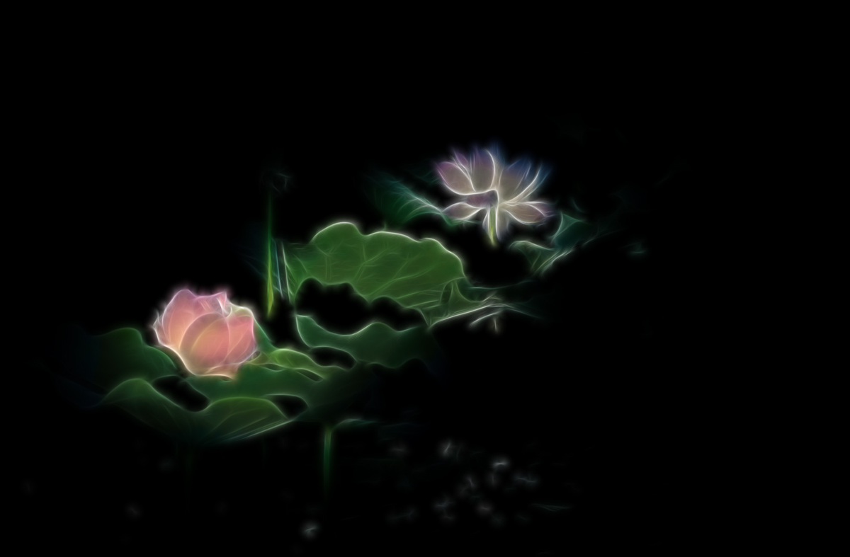 夜荷（线之绘）