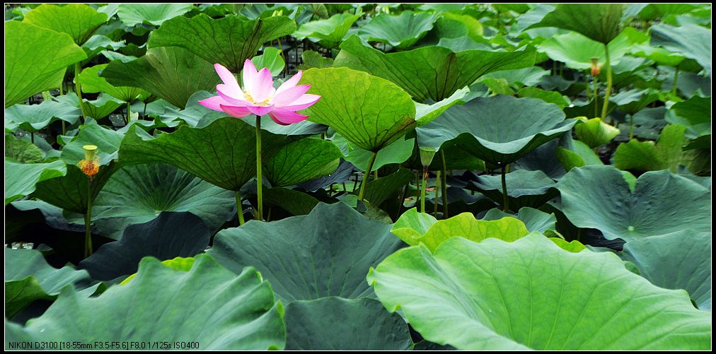 万绿丛中荷花开