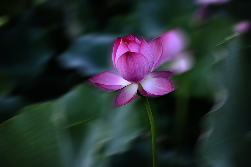 夏荷