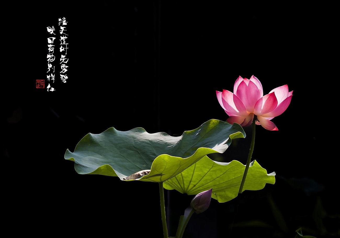 夏荷