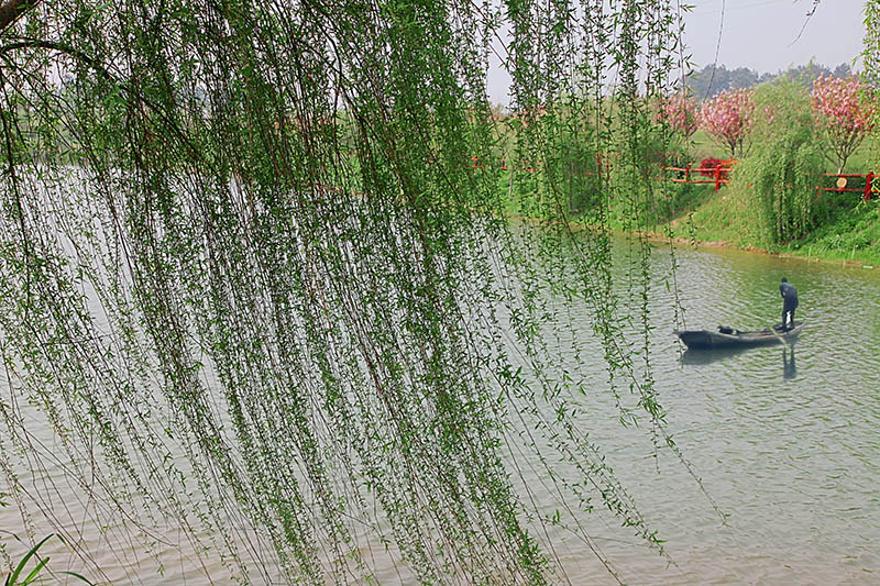 樱花映杨柳