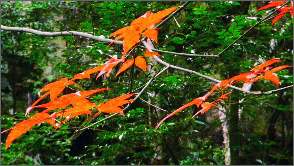 夏日紅葉