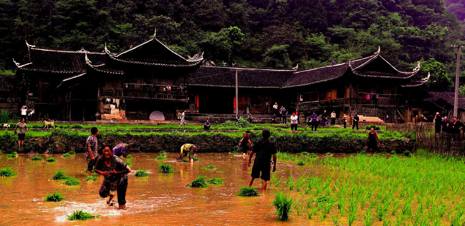 秧田寻乐