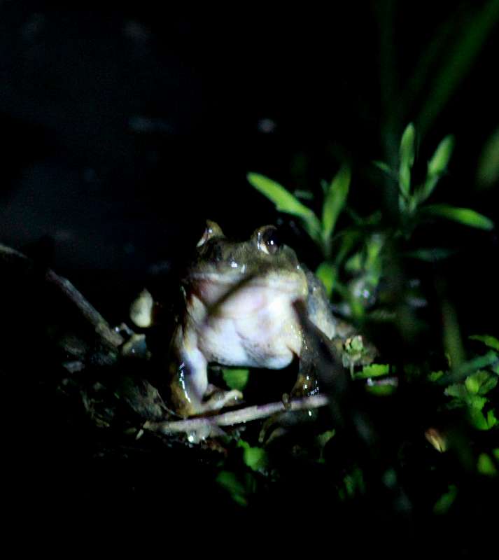 夜照岩蛙