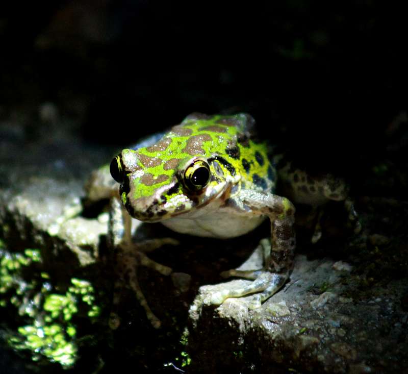 夜照