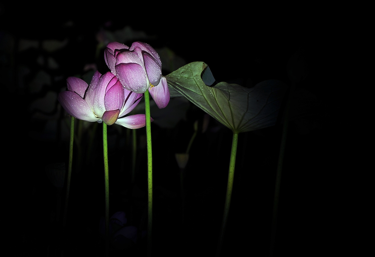 夜间拍荷2