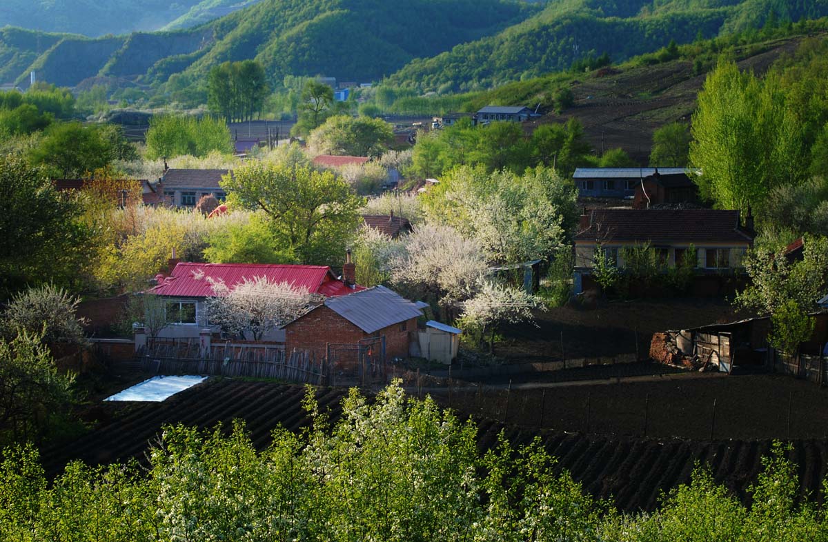 梨花村
