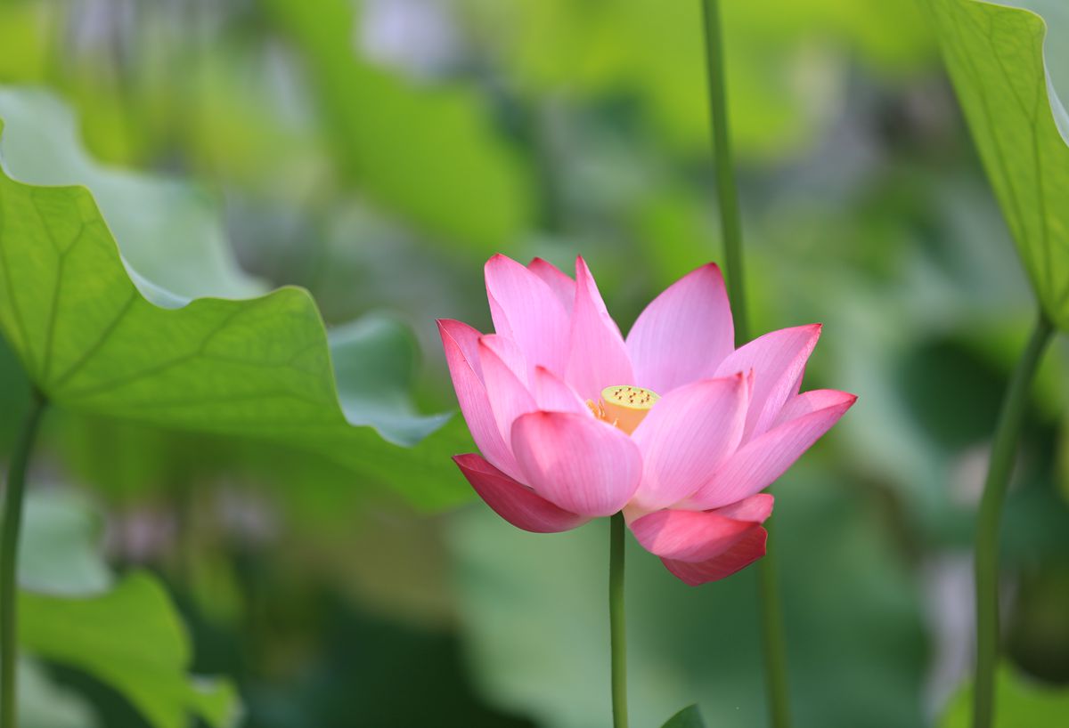 夏荷2