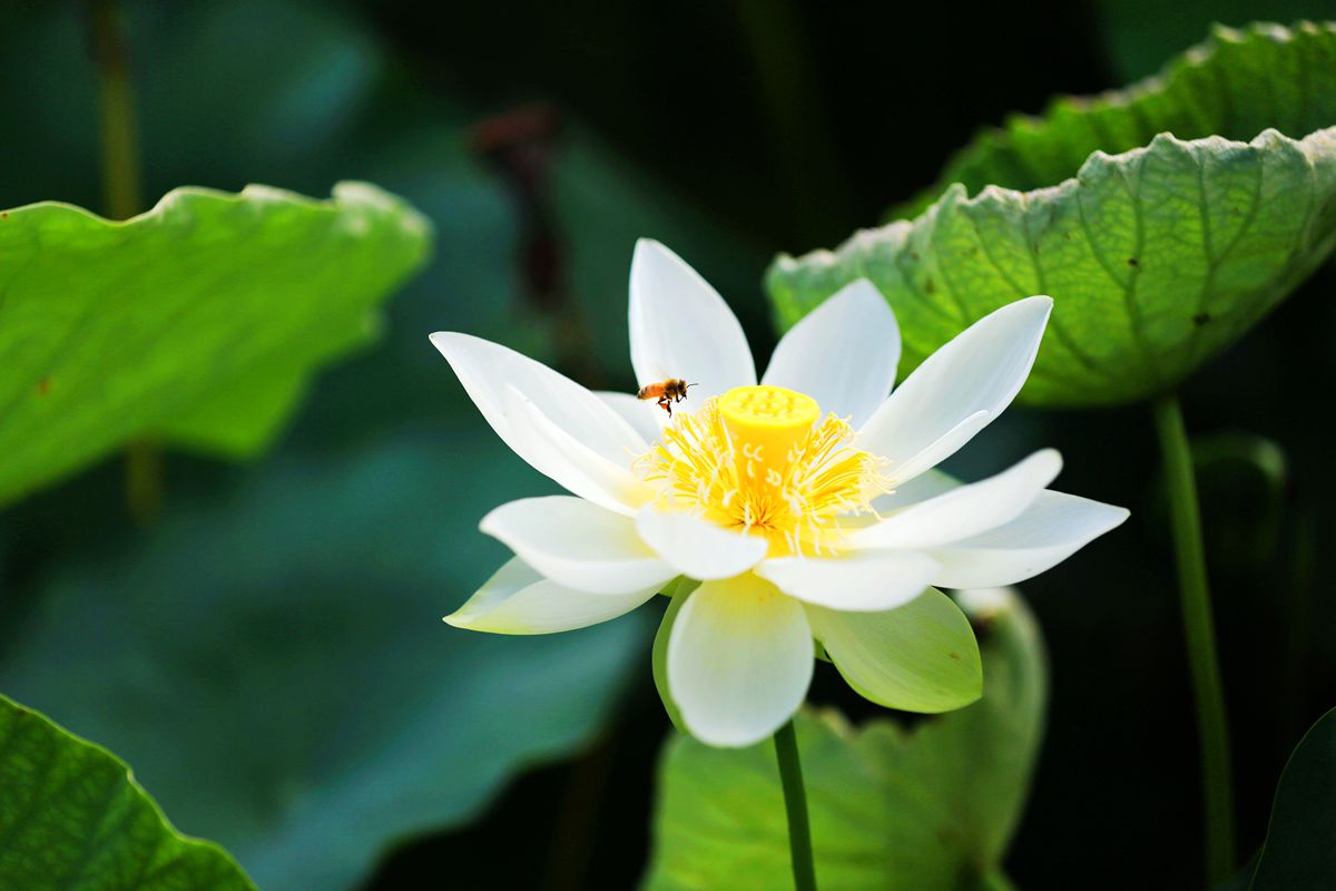 夏荷