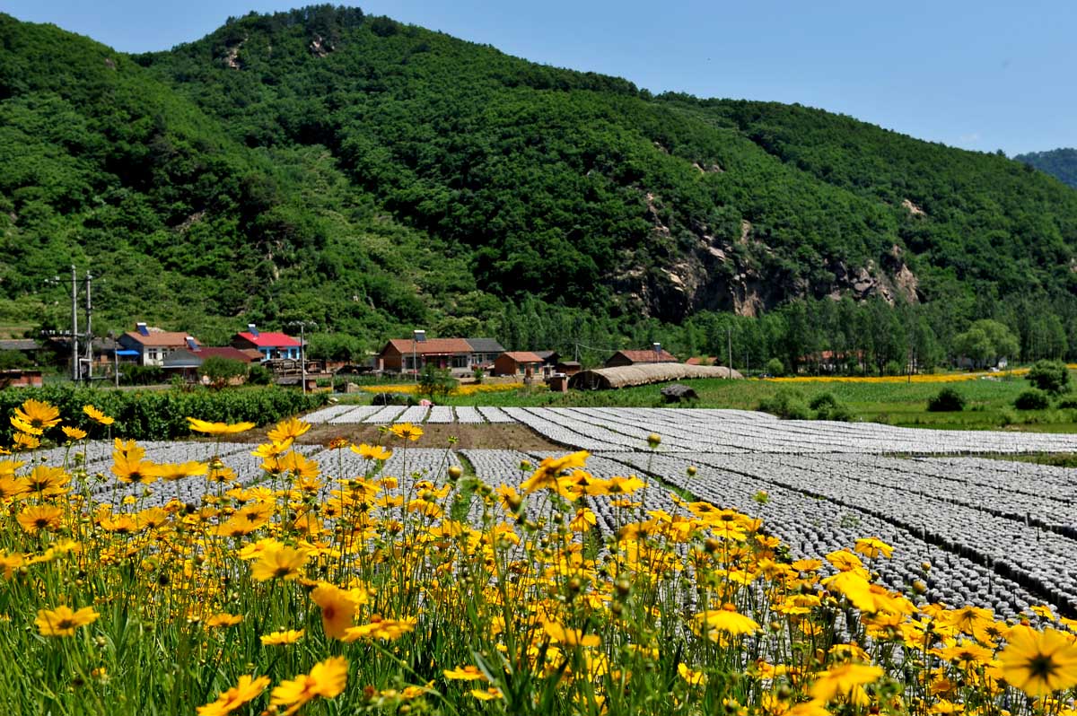 乡村小景