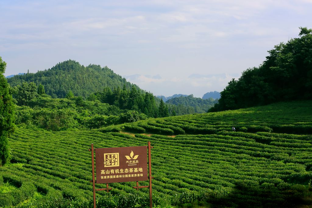 高山有机生态茶园