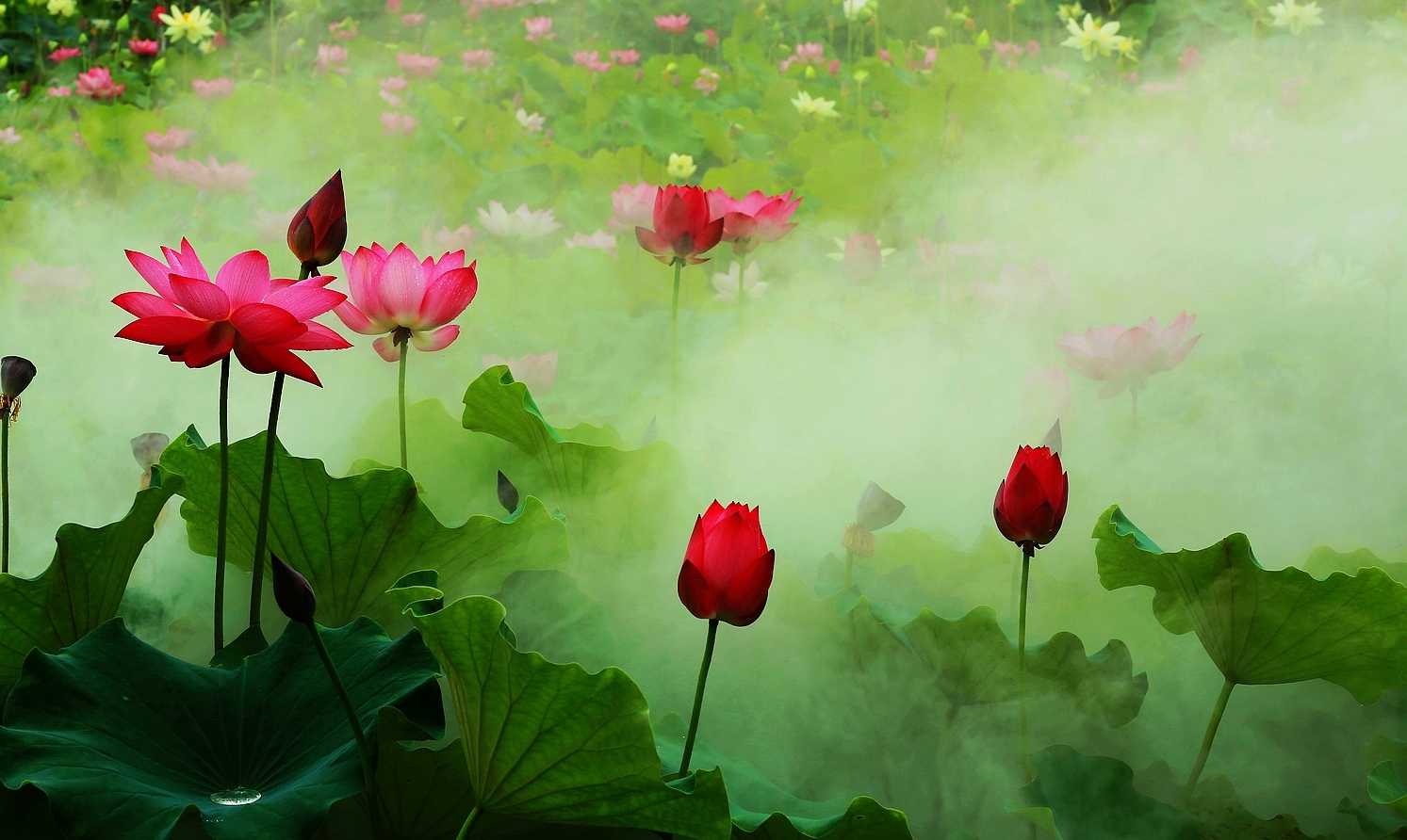 雾里看花