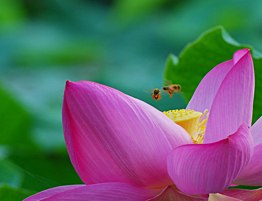 蜂之恋