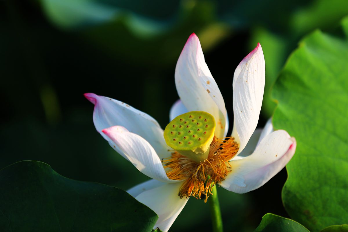 夏荷2