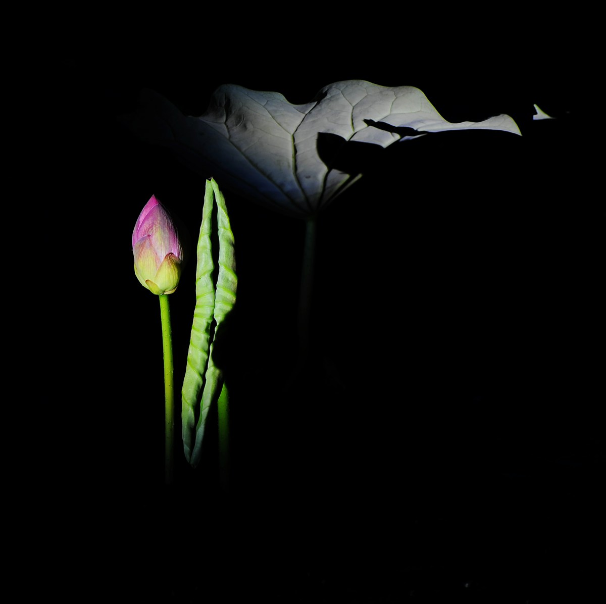 夜荷2