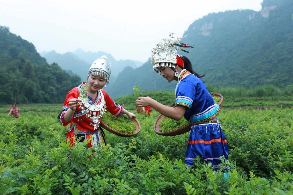 四关峪土家妹採莓茶