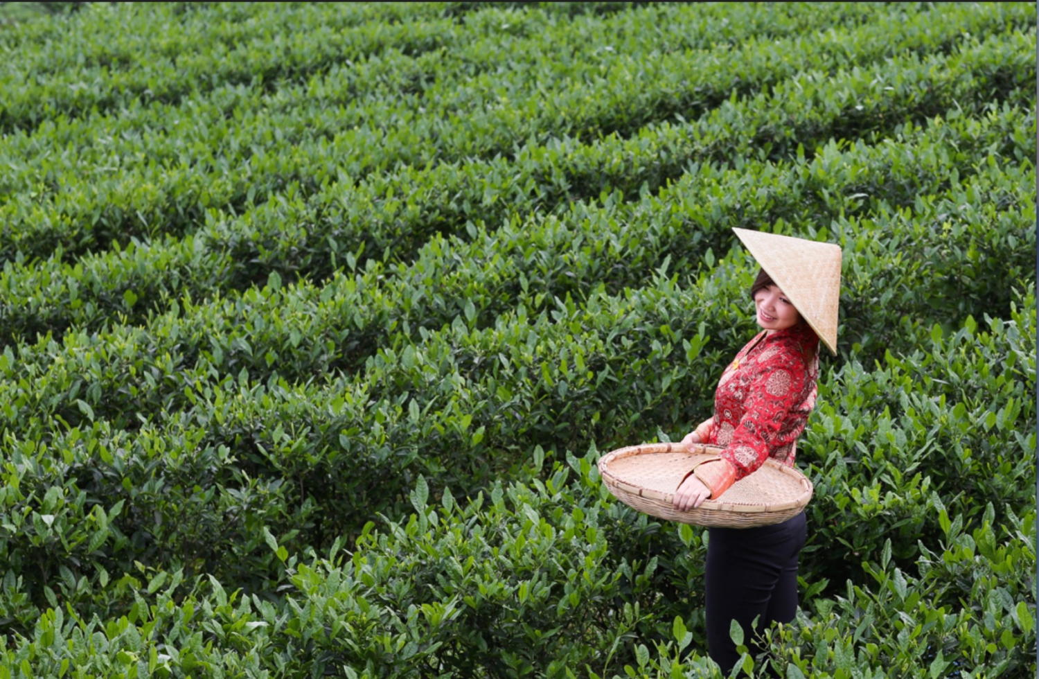 春茶