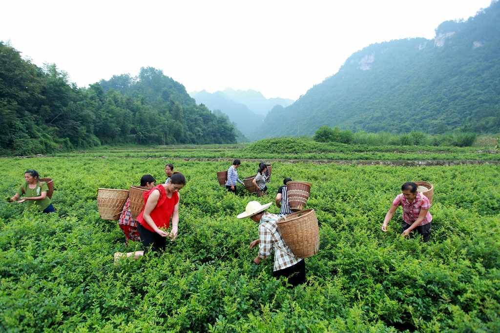 罗塔坪乡四关峪莓茶合作社实拍