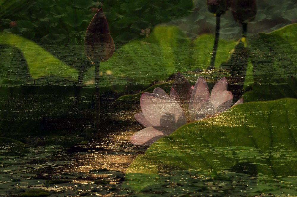 荷