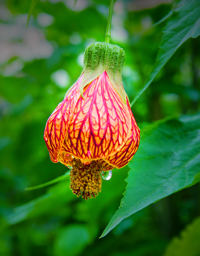 花(1)