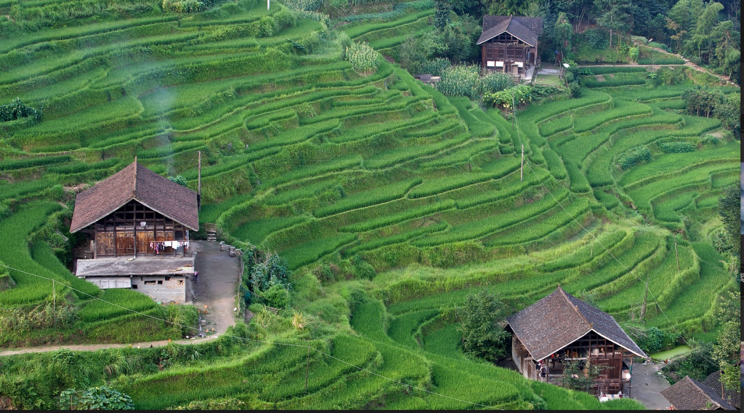 紫鹊界梯田
