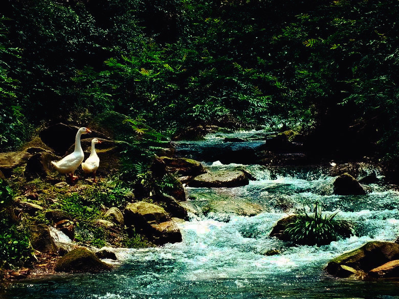 溪水小景
