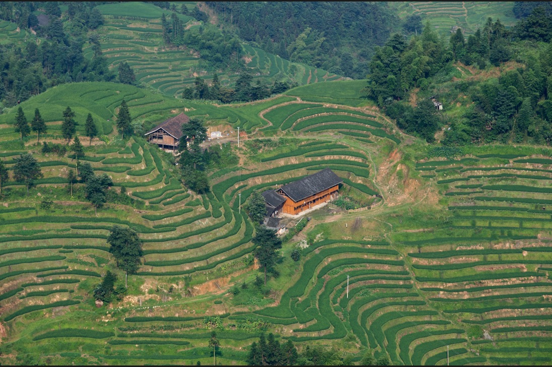 紫鹊界梯田3