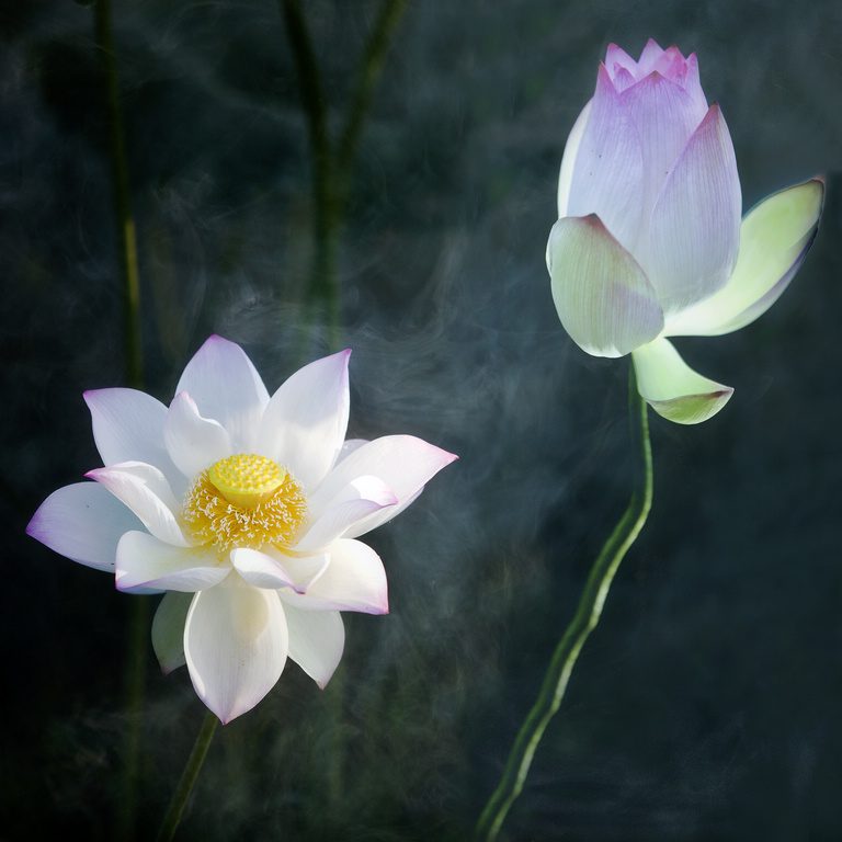 荷花姐弟