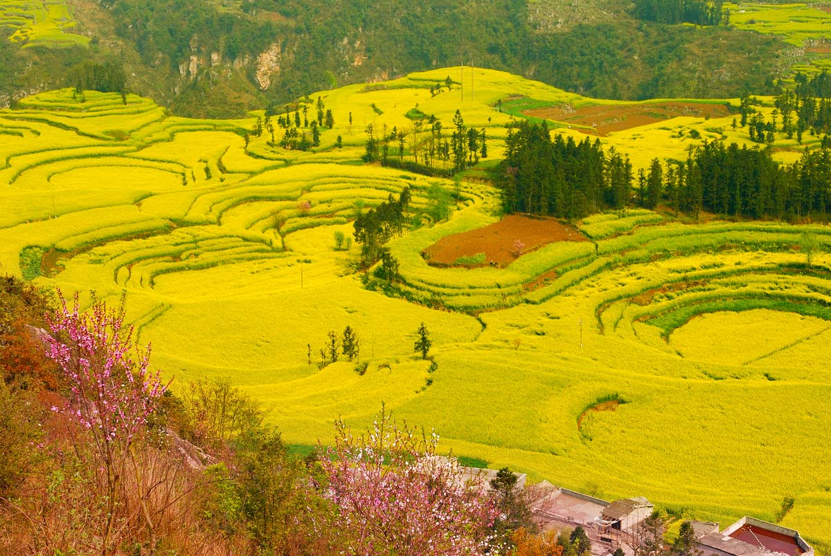 罗平油菜花