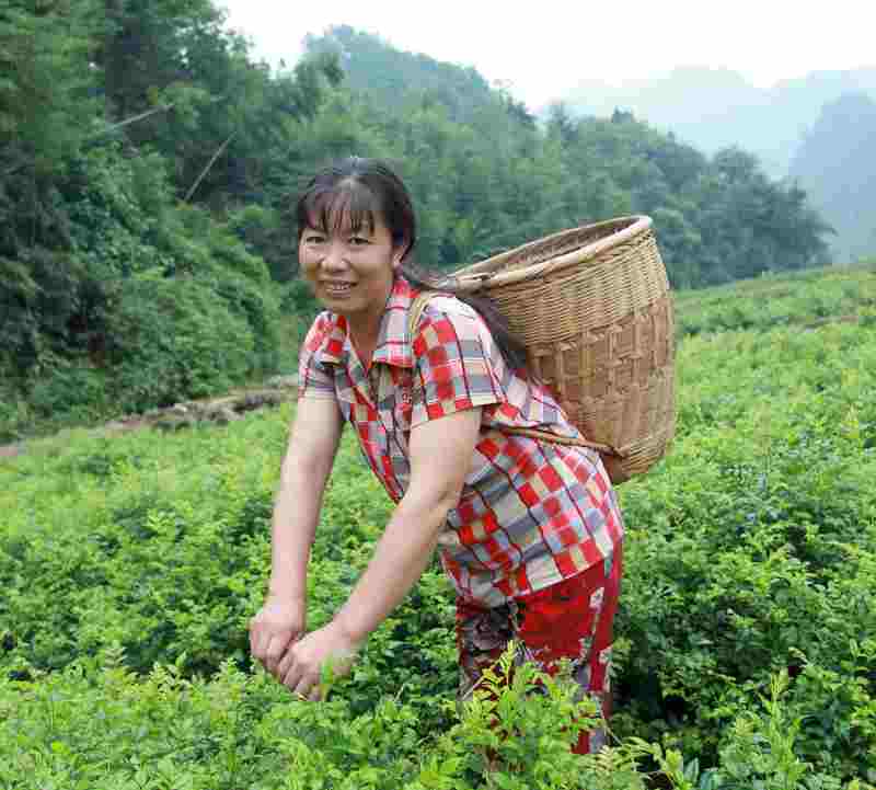 採茶