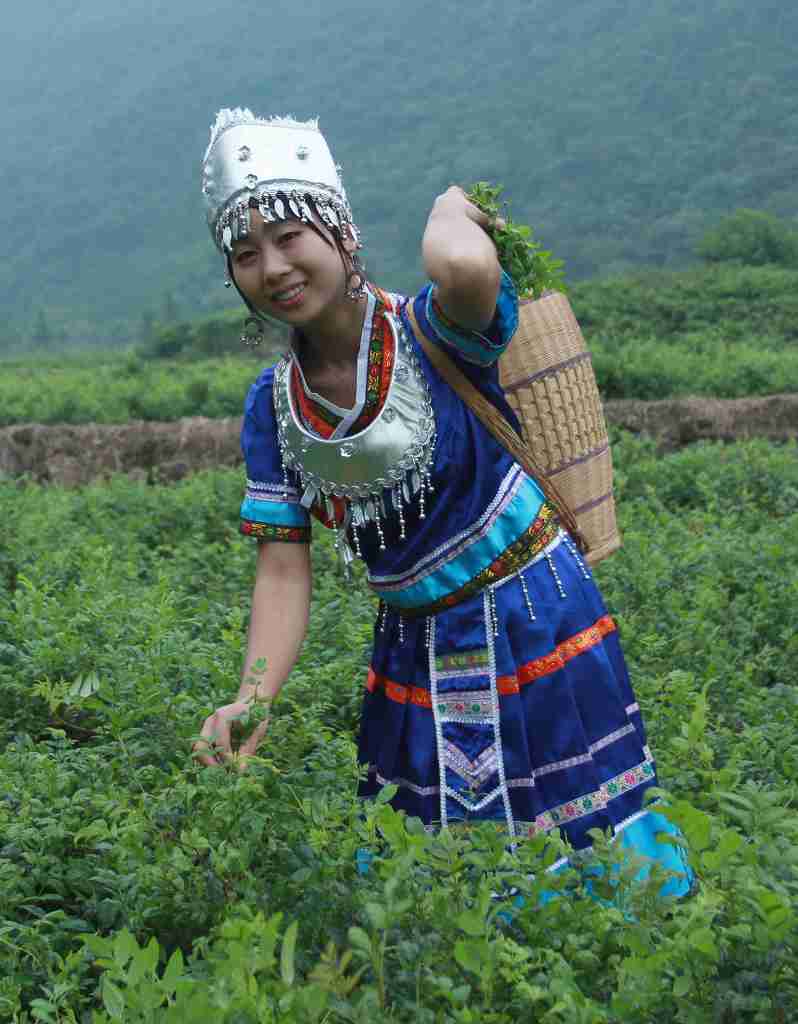 採茶女